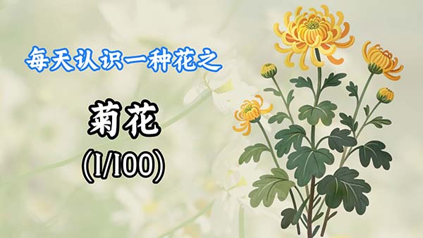 S95视频工作流：每天认识一朵花​使用教程​